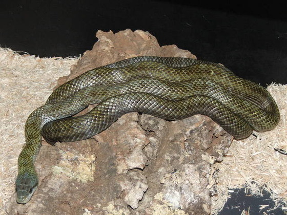 ratsnake_2