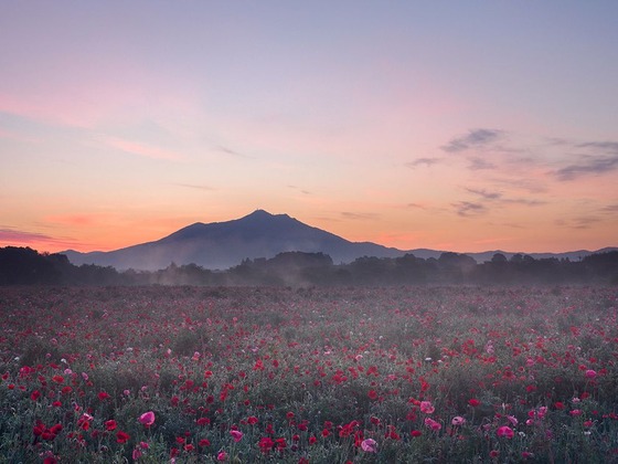 tsukuba_poppy