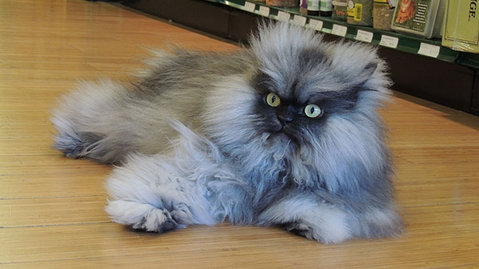 colonel_meow