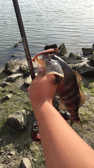 shimano_2