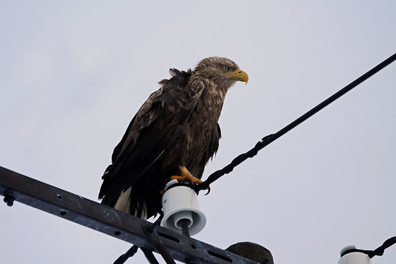 bird_japan_11