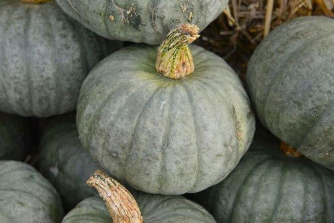pumpkin_15
