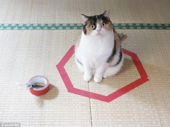 cat_circle1