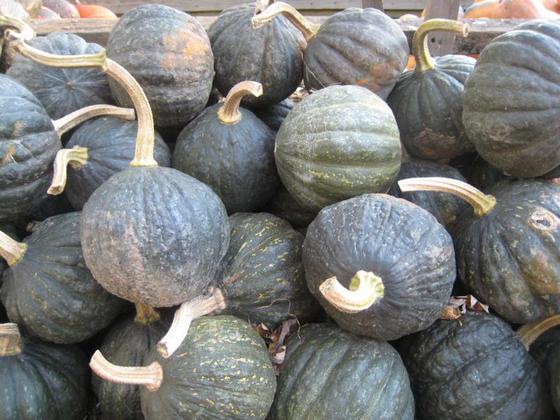 pumpkin_14