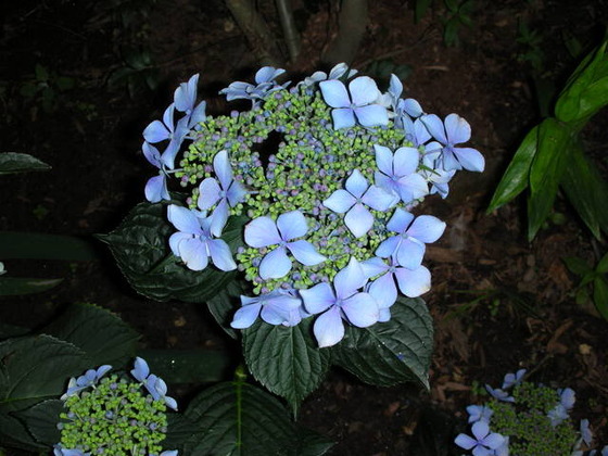 Hydrangea_8