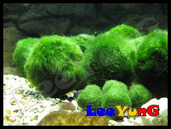marimo2