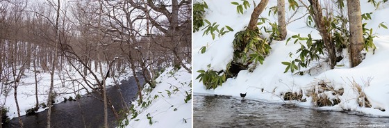 bird_japan_38