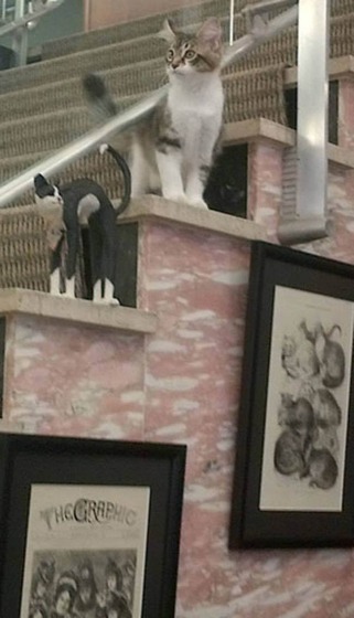 catland_10_3