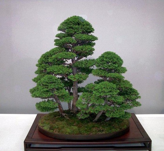 bonsai_style_2
