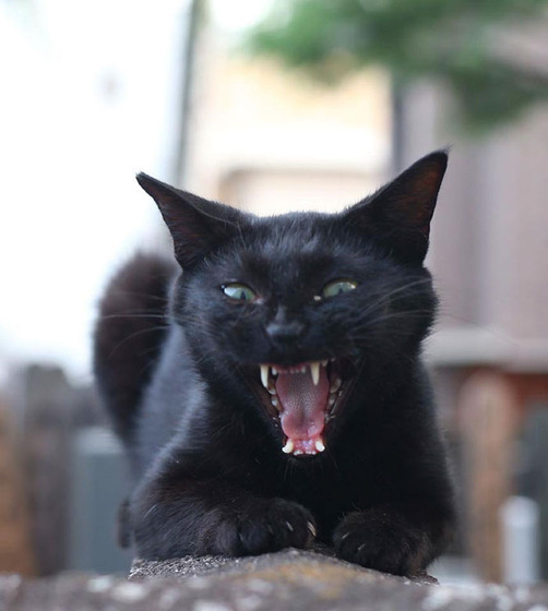 japanese_stray_cat_33