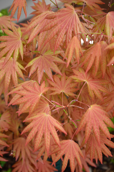 maple_1