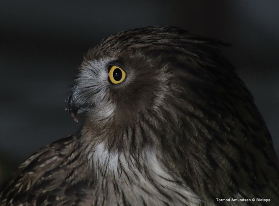 bird_japan_41