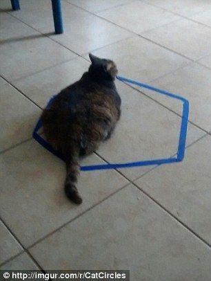 cat_circle7