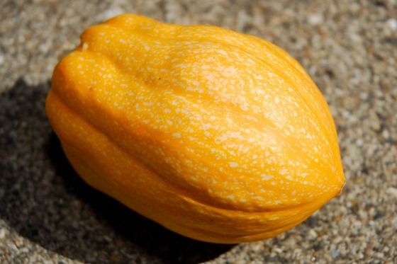 pumpkin_12