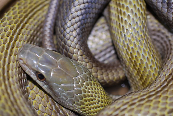 ratsnake_6
