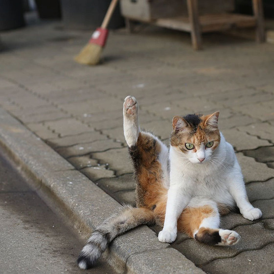 japanese_stray_cat_25