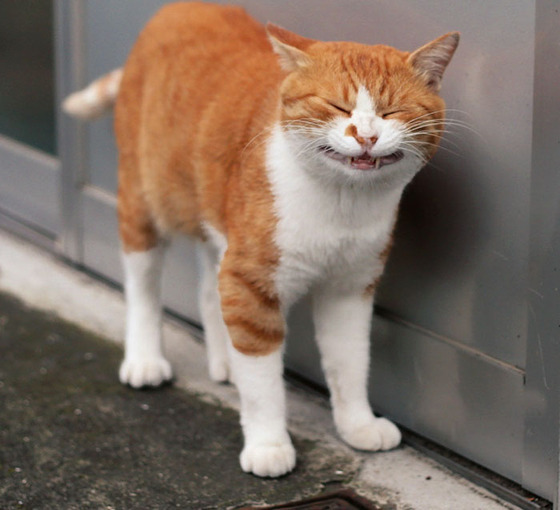 japanese_stray_cat_4