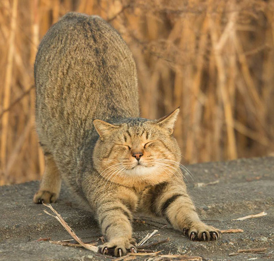 japanese_stray_cat_23