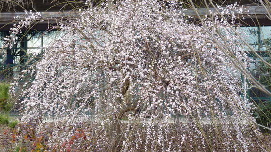 ume_11