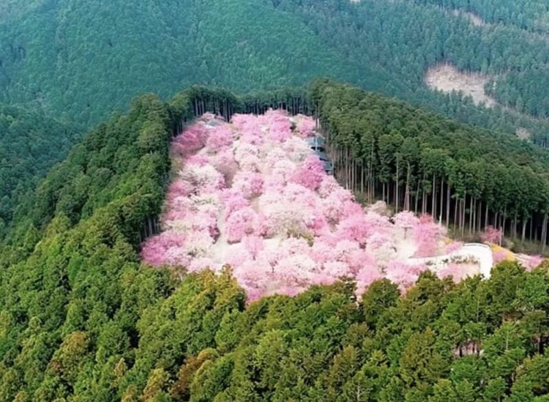 海外 ゲームの世界か 奈良県にある高見の郷のしだれ桜を見た海外の反応 すらるど 海外の反応 海外 ゲームの世界か 奈良県にある高見の郷のしだれ桜を見た海外の反応 すらるど 海外の反応