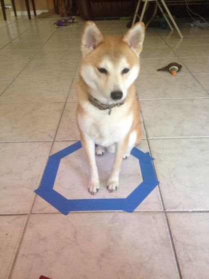 dogcircle