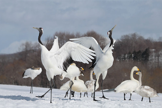 bird_japan_16
