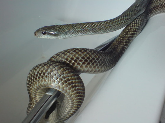ratsnake_3