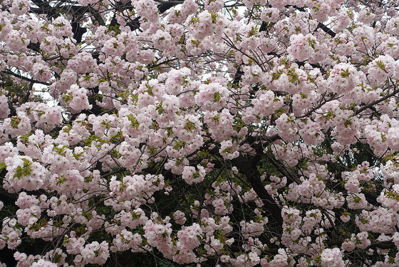 tokyo_luxury_14