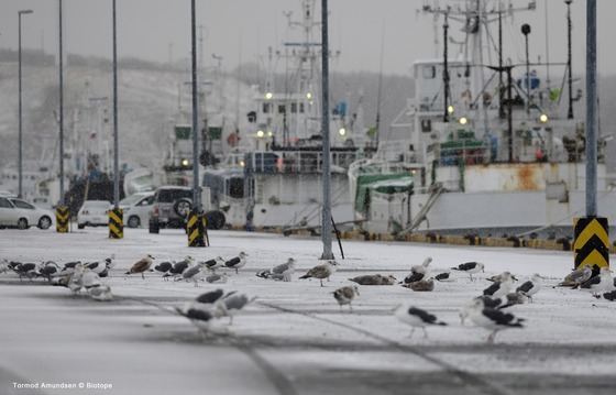 bird_japan_8