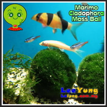 marimo4