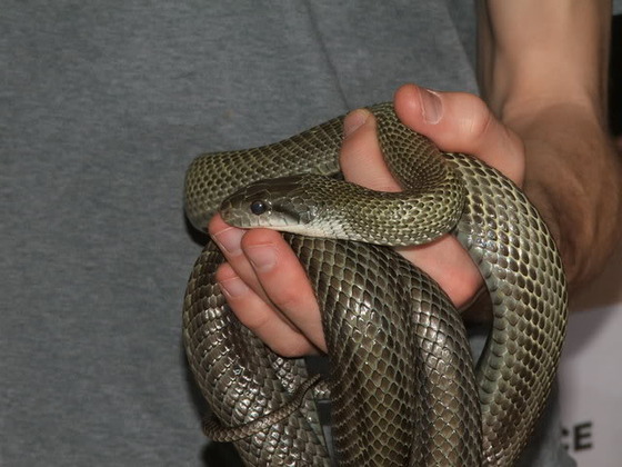 ratsnake_1