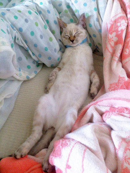 vell_cat_2