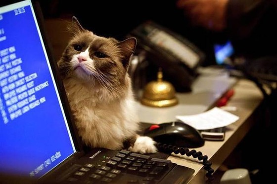 catland_9_2