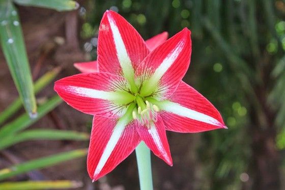 Amaryllis24