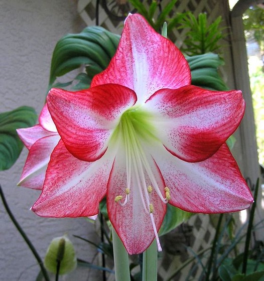 Amaryllis8