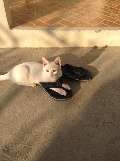 japanese_stray_cat_48