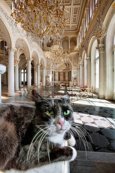 catland_6_2