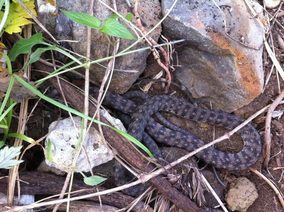 snake_12