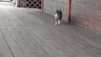 2014_cats_10