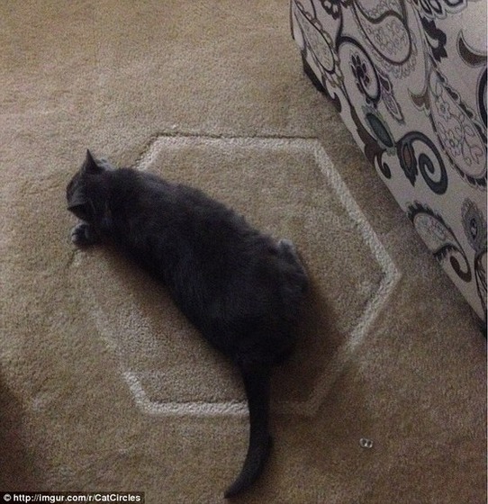 cat_circle8