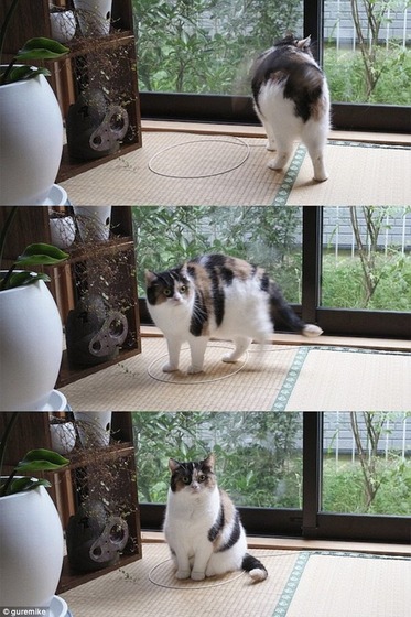 cat_circle5