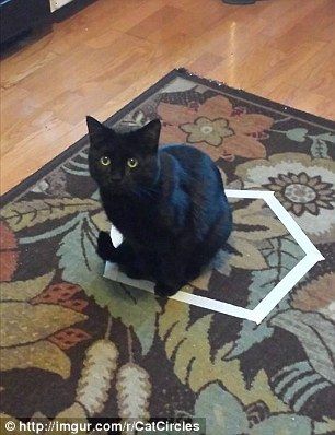 cat_circle12
