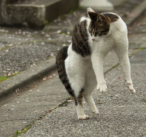 japanese_stray_cat_39