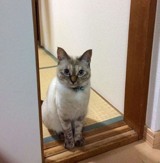 vell_cat_5