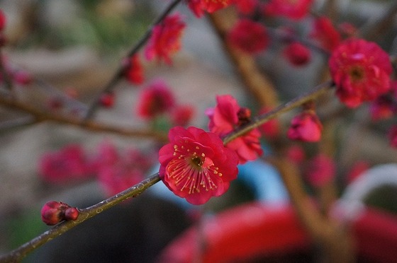 ume_16