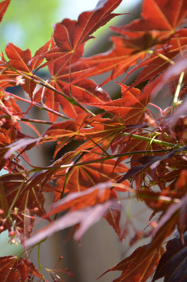 maple_3