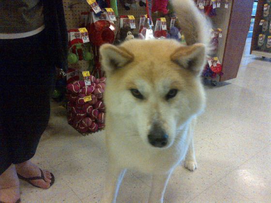 japanesedog_7