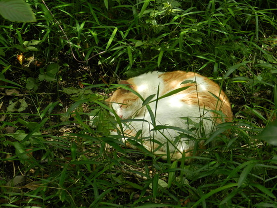 swedish_japan_trip_29