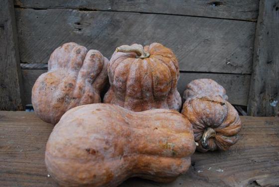 pumpkin_3