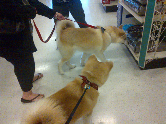 japanesedog_8